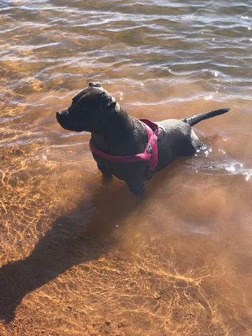 Charbon enjoying the lake